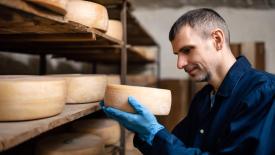 В ТГУ ищут безопасный способ борьбы с опасной бактерией сыров